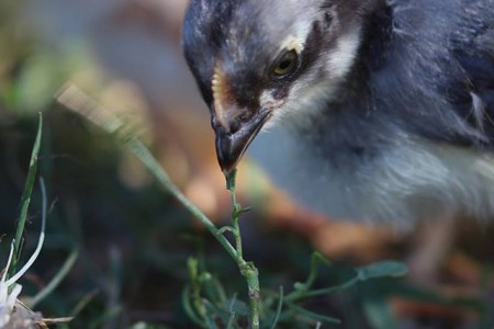 52948721 1235807153245355 9208681118398676992 n