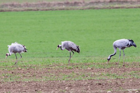 53731922 1239315556227848 2991415928203247616 o