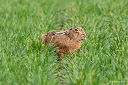 55496008 1252343691591701 6583374855410810880 o