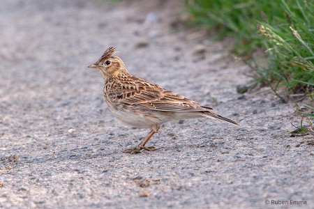 IMG 4829Bussard Hase Feldlerche Bachstelze B