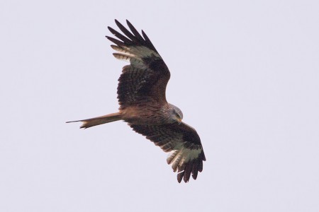 IMG 5007Amsel Hasen Schafstelze Falke Rehwild Bussard B