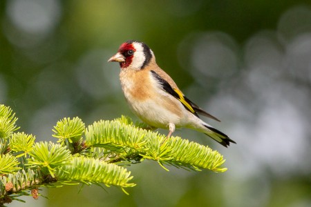 IMG 5665 B Stieglitz