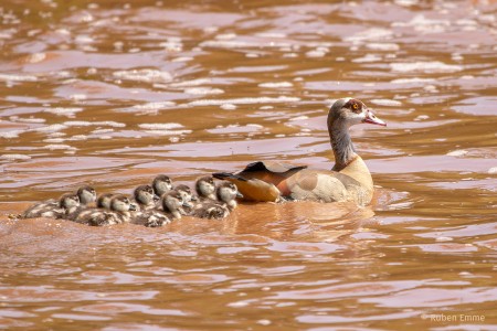 IMG 6496 B Nilg  nse