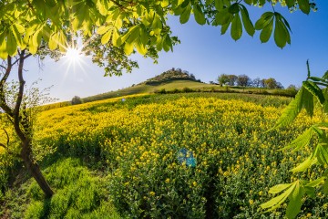 Desenberg 2020 0725 B