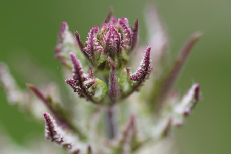 teaser referenz foto natur 02