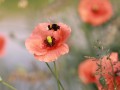 teaser referenz foto natur 05