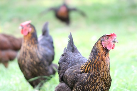 teaser referenz foto natur 13