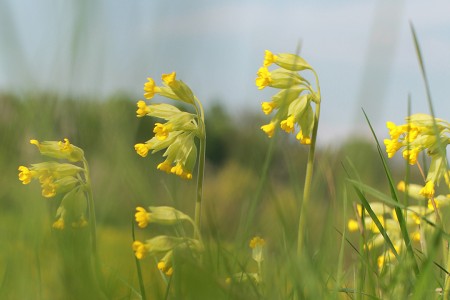 teaser referenz foto natur 19