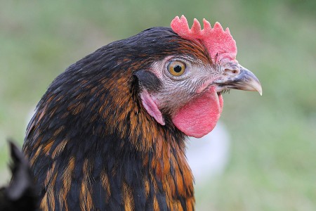 teaser referenz foto natur 20