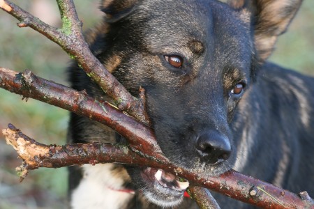 teaser referenz foto natur 21