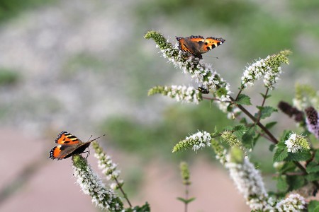 teaser referenz foto natur 22