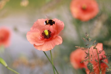 teaser referenz foto natur 05